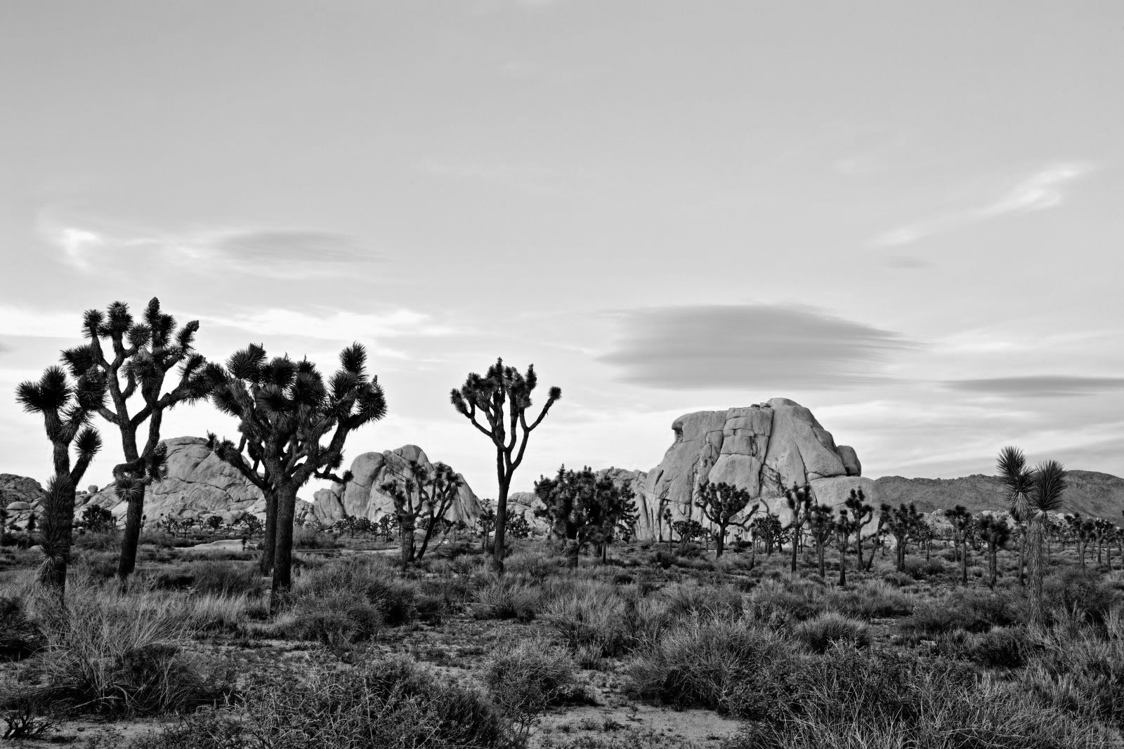 Bucket List USA – Joshua Tree National Park (California)