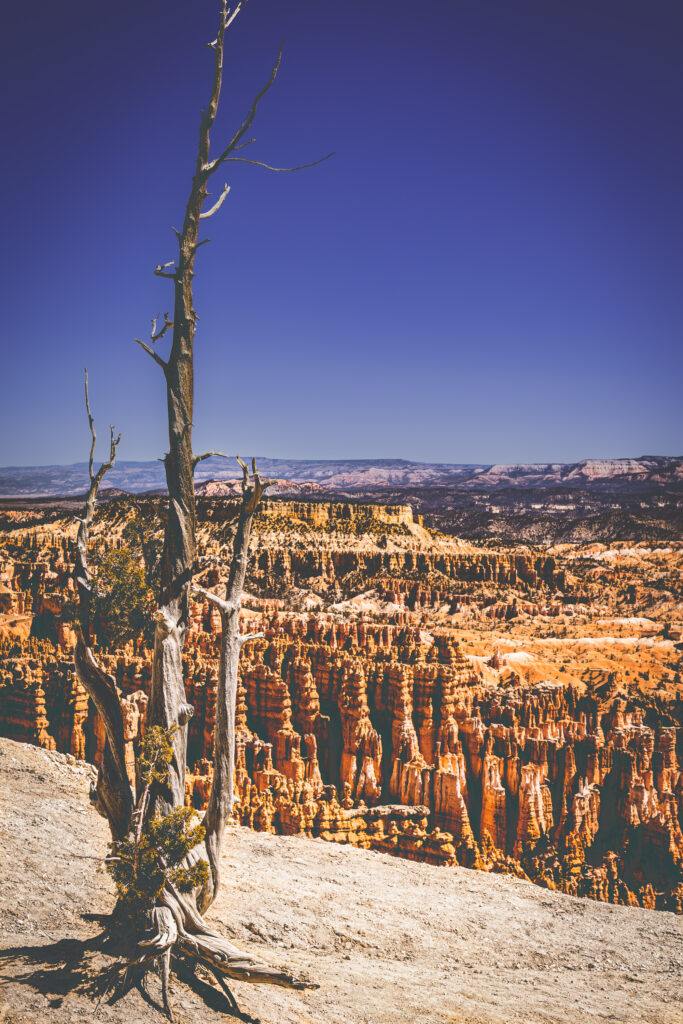 EnviraGallery-usatrip2022-06. April 2022 - IRN06004-Verbessert-RR- 05.jpg