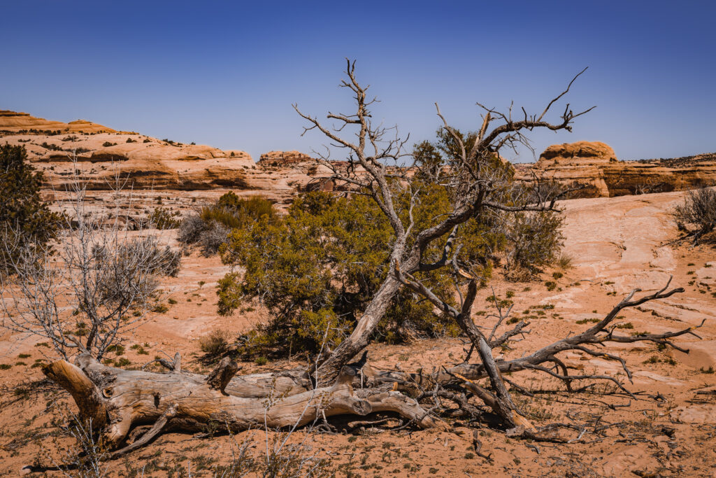 EnviraGallery-usatrip2022-08. April 2022 - IRN06200-Verbessert-RR- 21.jpg