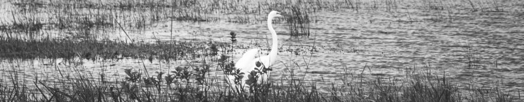 EnviraGallery-headerpic-17. März 2022 - IRN04824- 07.jpg