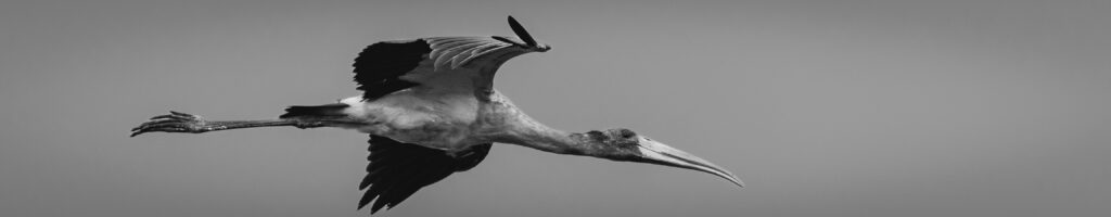 EnviraGallery-headerpic-17. März 2022 - IRN04871- 08.jpg