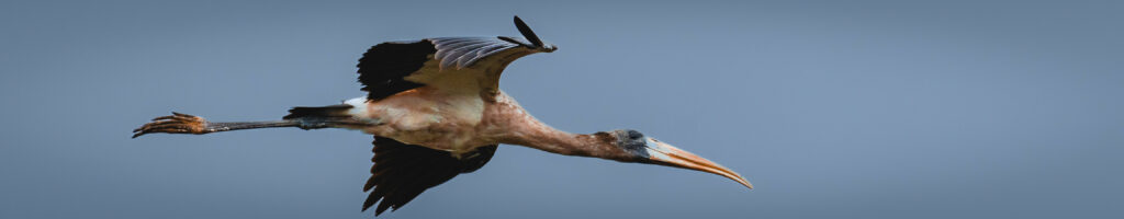 EnviraGallery-headerpic-17. März 2022 - IRN04871- 38.jpg