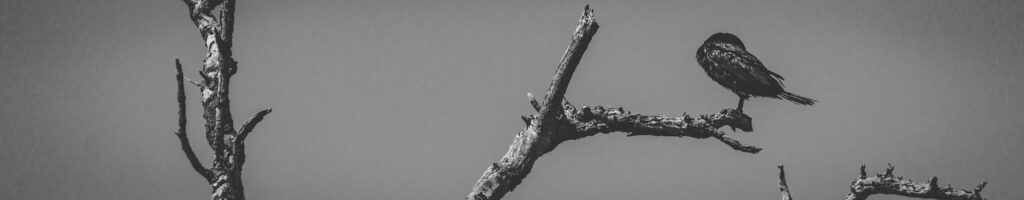 EnviraGallery-headerpic-18. März 2022 - IRN04873- 01.jpg