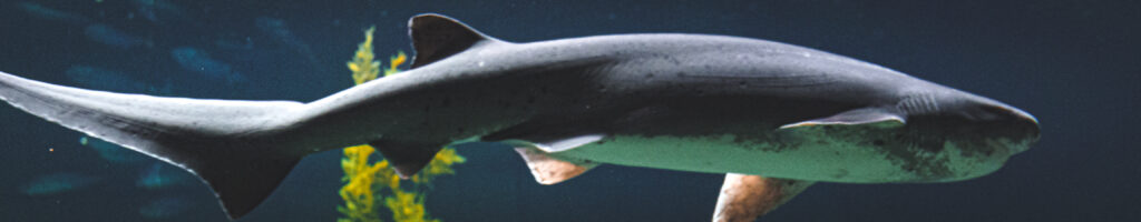 EnviraGallery-headerpic-21. April 2022 - IRN07133- 08.jpg