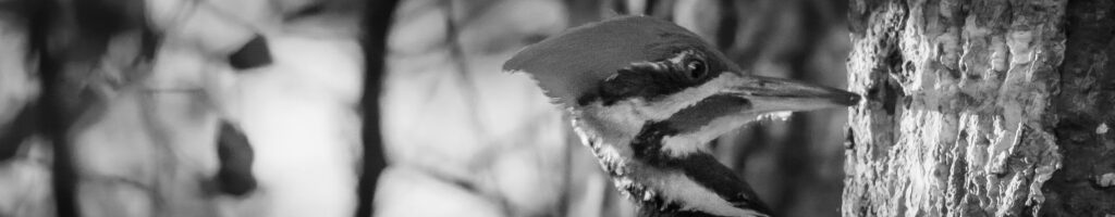 EnviraGallery-headerpic-21. März 2022 - IRN05053- 02.jpg