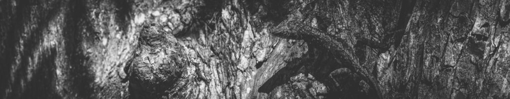 EnviraGallery-headerpic-21. März 2022 - IRN05109- 05.jpg