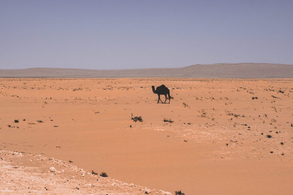 EnviraGallery-usatrip2022-30. März 2023 - IRN08496-Verbessert-RR- 33.jpg