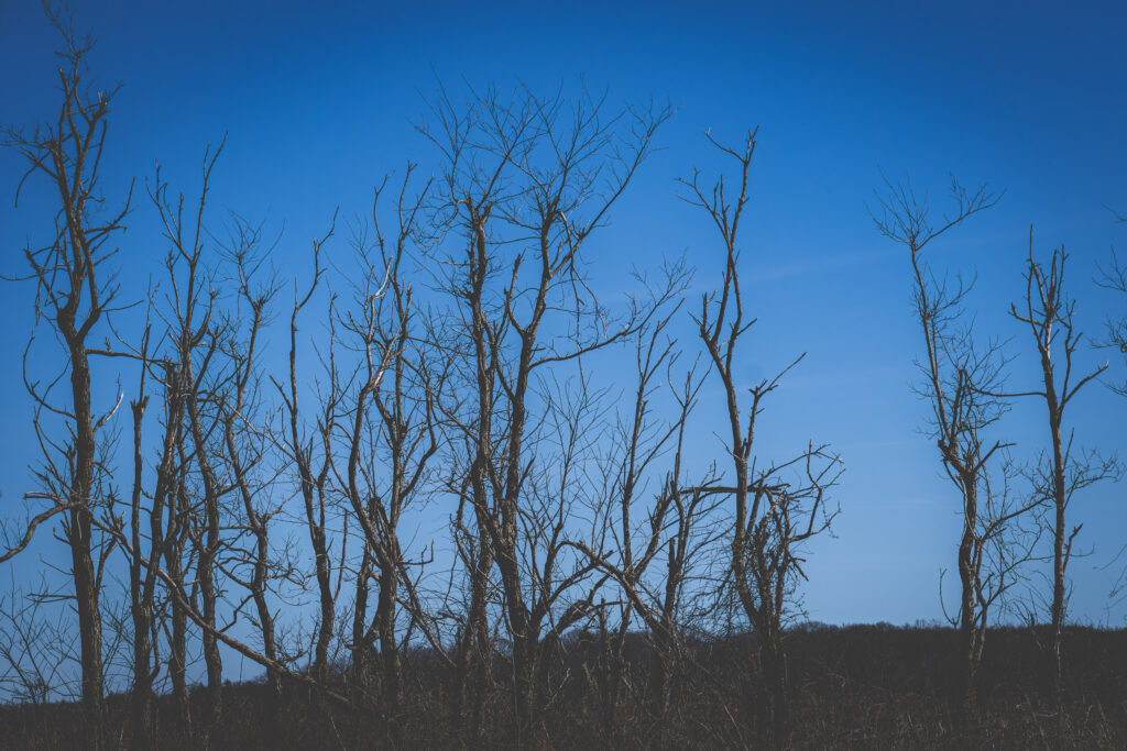 EnviraGallery-usatrip2022-04. März 2022 - IRN04186-Verbessert-RR- 24.jpg