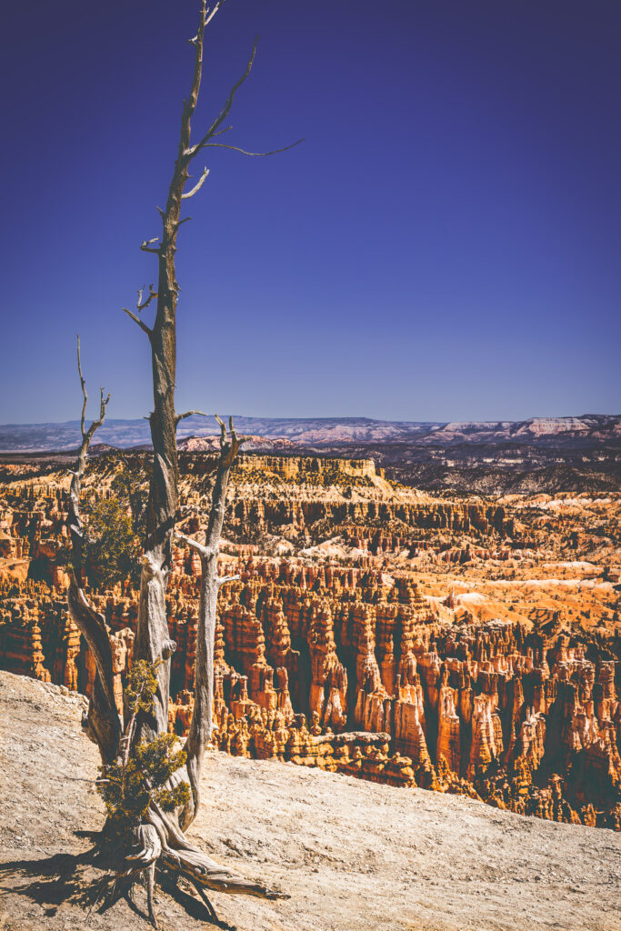 EnviraGallery-usatrip2022-06. April 2022 - IRN06004-Verbessert-RR- 04.jpg