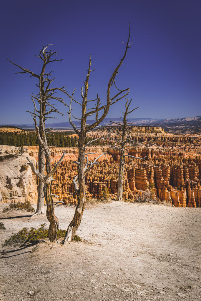 EnviraGallery-usatrip2022-06. April 2022 - IRN06012-Verbessert-RR- 09.jpg