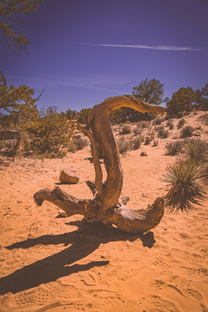 EnviraGallery-usatrip2022-08. April 2022 - IRN06228-Verbessert-RR- 28.jpg