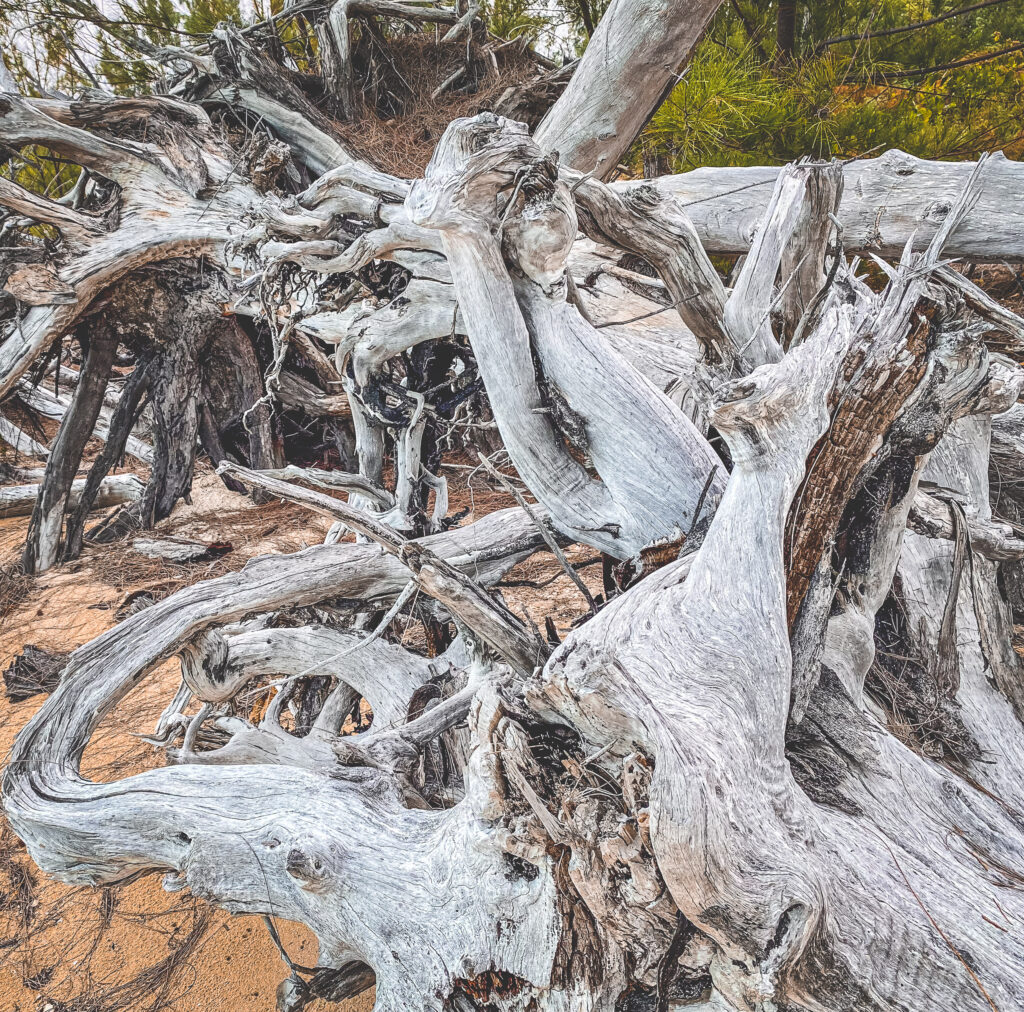 EnviraGallery-usatrip2022-13. März 2022 - IMG_9142- 32.jpg