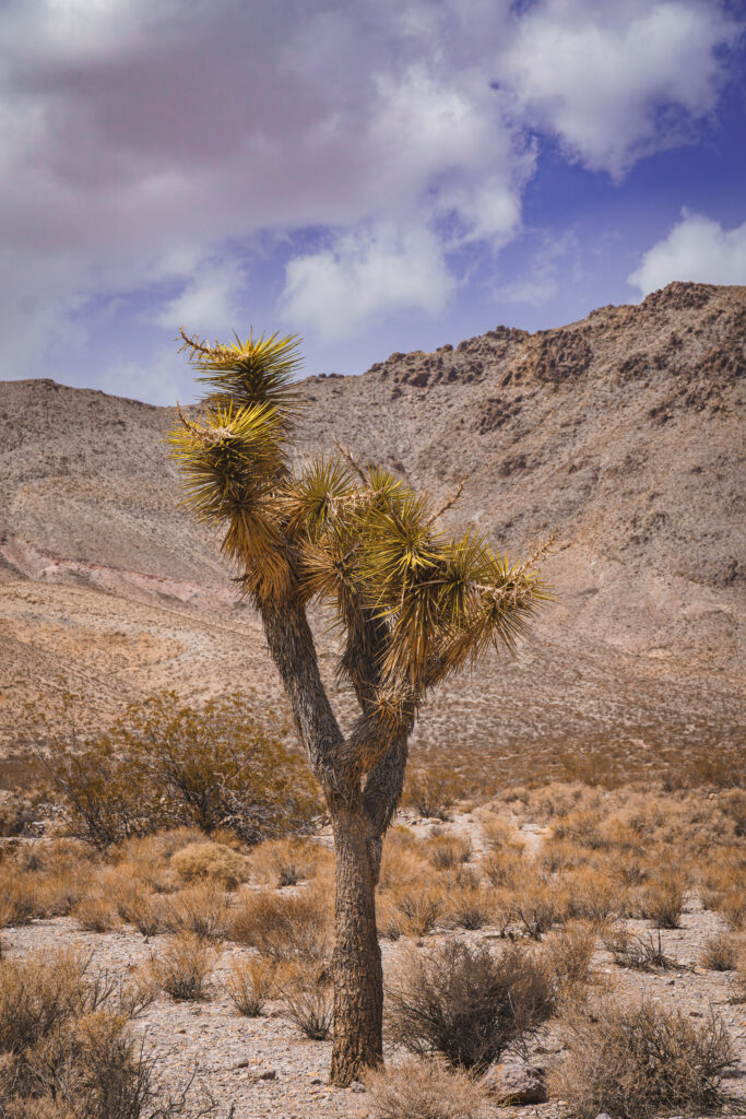EnviraGallery-usatrip2022-16. April 2022 - IRN06669-Verbessert-RR- 11.jpg